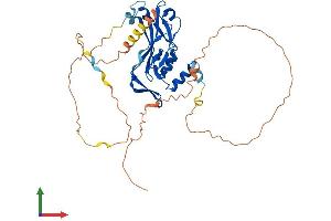 AlphaFold protein structure predicition of Human Recombinant TBX1 Protein, UniprotID O43435