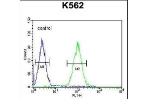 Z Antibody (N-term) (ABIN654465 and ABIN2844198) flow cytometric analysis of K562 cells (right histogram) compared to a negative control cell (left histogram). (ZNF169 antibody  (N-Term))