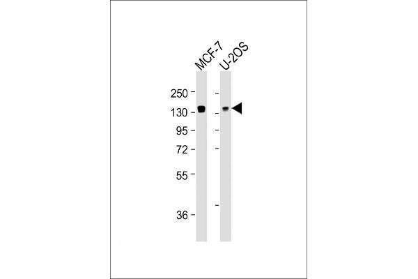 FAM120A antibody