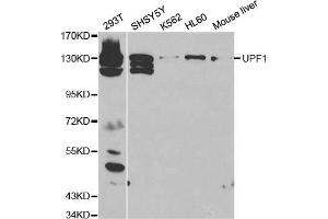Western blot analysis of extracts of various cell lines, using UPF1 antibody (ABIN5970715) at 1/500 dilution. (RENT1/UPF1 antibody)