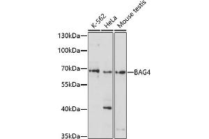 Western blot analysis of extracts of various cell lines, using B antibody (ABIN7265852) at 1:1000 dilution. (BAG4 antibody  (AA 1-100))