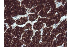 Image no. 3 for anti-B and T Lymphocyte Associated (BTLA) antibody (ABIN1496981) (BTLA antibody)