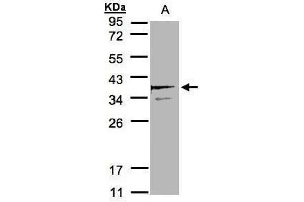 SCAMP3 antibody