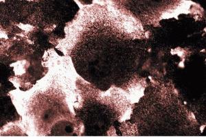 Immunofluorescent staining of NIH-3T3 cells. (PIK3CA antibody  (AA 101-300))
