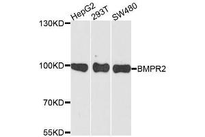 Western blot analysis of extracts of various cell lines, using BMPR2 antibody. (BMPR2 antibody  (AA 27-150))