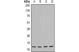Western blot analysis of HSP20 (pS16) expression in MCF7 (A), HEK293 (B), NIH3T3 (C), H9C2 (D) whole cell lysates. (HSPB6 antibody  (N-Term, pSer16))