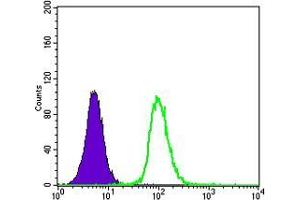 Flow cytometric analysis of K562 cells using GSTP1 mouse mAb (green) and negative control (purple). (GSTP1 antibody)