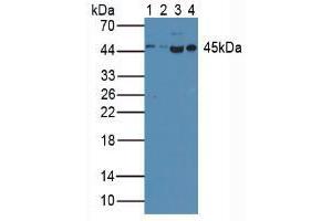 Western blot analysis of (1) Porcine Spleen Tissue, (2) Porcine Lung Tissue, (3) Human HeLa cells and (4) Human Raji Cells. (Caspase 1 antibody  (AA 120-297))
