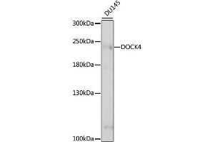 Western blot analysis of extracts of DU145 cells, using DOCK4 antibody (ABIN7266717) at 1:1000 dilution. (DOCK4 antibody  (AA 150-450))