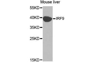 Western blot analysis of extracts of mouse liver, using IRF9 antibody (ABIN5970391) at 1/1000 dilution.