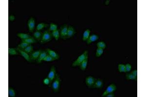 Immunofluorescent analysis of HepG2 cells using ABIN7143786 at dilution of 1:100 and Alexa Fluor 488-congugated AffiniPure Goat Anti-Rabbit IgG(H+L) (Fetuin A antibody  (AA 20-296))