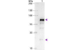 Western Blot of Alkaline Phosphatase Conjugated Goat anti-Chicken IgG Pre-Adsorbed secondary antibody. (Goat anti-Chicken IgG (Heavy & Light Chain) Antibody (Alkaline Phosphatase (AP)) - Preadsorbed)
