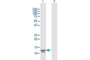 Western Blot analysis of SAA4 expression in transfected 293T cell line by SAA4 MaxPab polyclonal antibody. (SAA4 antibody  (AA 1-130))