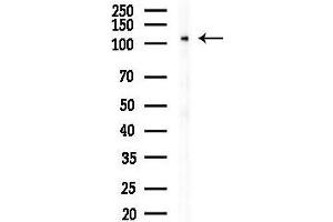 anti-Ubiquitin Specific Peptidase 38 (USP38) (Internal Region) antibody