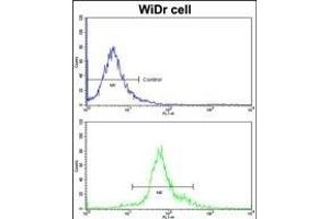 Flow cytometric analysis of widr cells using HOXB5 Antibody (C-term)(bottom histogram) compared to a negative control cell (top histogram)FITC-conjugated goat-anti-rabbit secondary antibodies were used for the analysis. (HOXB5 antibody  (C-Term))
