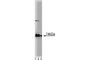 Western blot analysis of PKCiota on a rat cerebrum lysate. (PKC iota antibody  (AA 404-587))