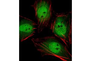 Fluorescent image of Hela cells stained with Mouse Actl6a Antibody (C-term) (ABIN6243024 and ABIN6577692). (BAF53A antibody  (C-Term))