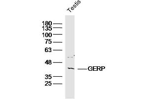 Mouse testis lysates probed with GPS2 Polyclonal Antibody, Unconjugated  at 1:300 dilution and 4˚C overnight incubation. (GPS2 antibody  (AA 1-100))