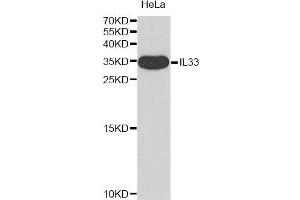 Western blot analysis of extracts of HeLa cell line, using IL33 antibody. (IL-33 antibody)