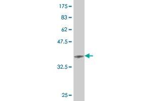 Western Blot detection against Immunogen (36. (HEY1 antibody  (AA 121-220))