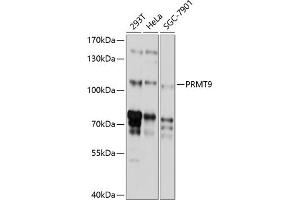 Western blot analysis of extracts of various cell lines, using PRMT9 antibody (ABIN6130886, ABIN6146236, ABIN6146237 and ABIN6214766) at 1:1000 dilution. (FBXO11 antibody  (AA 1-170))