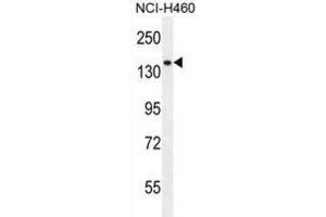 Western Blotting (WB) image for anti-phospholipase C-Like 2 (PLCL2) antibody (ABIN2996484) (PLCL2 antibody)