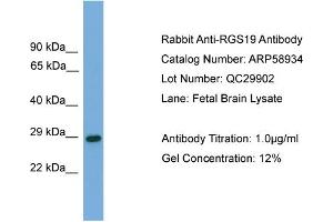 WB Suggested Anti-RGS19  Antibody Titration: 0. (RGS19 antibody  (N-Term))