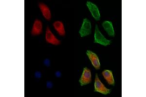 ABIN7093170 and ABIN7098475 staining Hela cells by IF/ICC. (C3 antibody  (Internal Region))