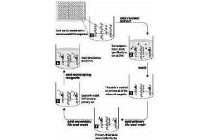 Schematic of the Transcription Factor Binding Assay. (NF-kB p65 ELISA Kit)