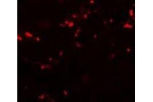 Immunofluorescence of TCNT1 in human kidney cells with Tectonic-1 Antibody (N-term) at 20 µg/ml. (TCTN1 antibody  (N-Term))
