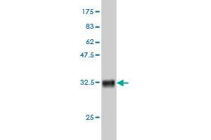 Western Blot detection against Immunogen (33. (ALG8 antibody  (AA 260-334))