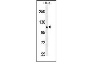 Western blot analysis of QSK Antibody (C-term) in Hela cell line lysates (35ug/lane). (SIK3 antibody  (C-Term))