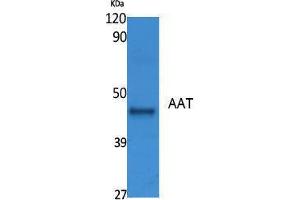 Western Blotting (WB) image for anti-AAT (Internal Region) antibody (ABIN3180969) (AAT (Internal Region) antibody)