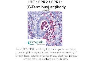 Image no. 1 for anti-Formyl Peptide Receptor 2 (FPR2) (C-Term) antibody (ABIN1734457) (FPR2 antibody  (C-Term))