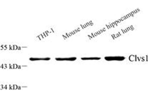 Clavesin 1 antibody