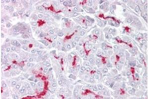 Immunohistochemistry (IHC) image for anti-Transient Receptor Potential Cation Channel, Subfamily M, Member 5 (TRPM5) (AA 205-254) antibody (ABIN6748564)