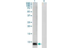 Western Blot analysis of S100A12 expression in transfected 293T cell line by S100A12 monoclonal antibody (M01), clone 1F10. (S100A12 antibody  (AA 1-92))