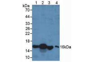 Western blot analysis of (1) Porcine Liver Tissue, (2) Human Liver Tissue, (3) Rat Testis Tissue and (4) Human 293T Cells. (RBP1 antibody  (AA 2-135))