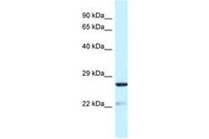 Image no. 1 for anti-Yip1 Domain Family, Member 5 (YIPF5) (AA 54-103) antibody (ABIN6747764) (YIPF5 antibody  (AA 54-103))