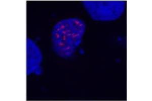 Confocal microscopy of COS-7 transfectants, expressing fusion nuclear protein with T7-DYKDDDDK epitope. (DYKDDDDK Tag antibody)