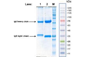 SDS-PAGE mouse-anti-lukF-PV antibodies: 12% PAA, reducing conditions, Coomassie brilliant blue staining:  Lane 1: LUK-002 (5 µg/Lane), Lane 2: LUK-003 (7,5 µg/Lane), Lane M: Protein Marker VI prestained [AppliChem GmbH] (LukF-PV antibody)