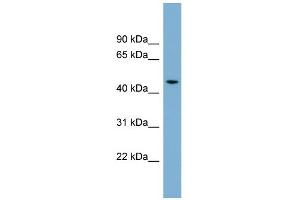 WB Suggested Anti-ACTR3B Antibody Titration: 0.