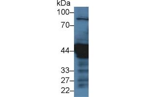 Western blot analysis of Human HeLa (3u) cell lysate, using Pig KRT18 Antibody (3 µg/ml) and HRP-conjugated Goat Anti-Rabbit antibody ( (Cytokeratin 18 antibody  (AA 1-159))