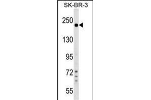 SHROOM2 Antibody (Center) (ABIN1538525 and ABIN2849363) western blot analysis in SK-BR-3 cell line lysates (35 μg/lane). (SHROOM2 antibody  (AA 599-625))