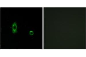 Immunofluorescence analysis of A549 cells, using CXG2 Antibody.