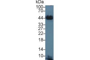 Western blot analysis of Cow Cerebrum lysate, using Cow TF Antibody (3 µg/ml) and HRP-conjugated Goat Anti-Rabbit antibody (