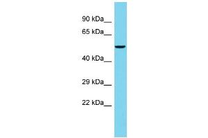 Host: Rabbit Target Name: FAM222B Sample Type: PANC1 Whole Cell lysates Antibody Dilution: 1.