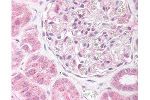 Anti-EDG2 antibody IHC of human kidney. (LPAR1 antibody  (AA 342-359))
