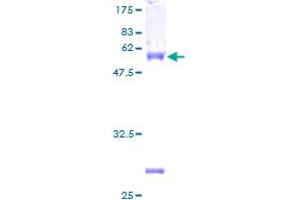 FHL2 Protein (AA 1-279) (GST tag)