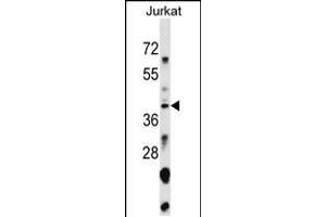 Western blot analysis in Jurkat cell line lysates (35ug/lane). (SNAPC1 antibody  (AA 139-168))